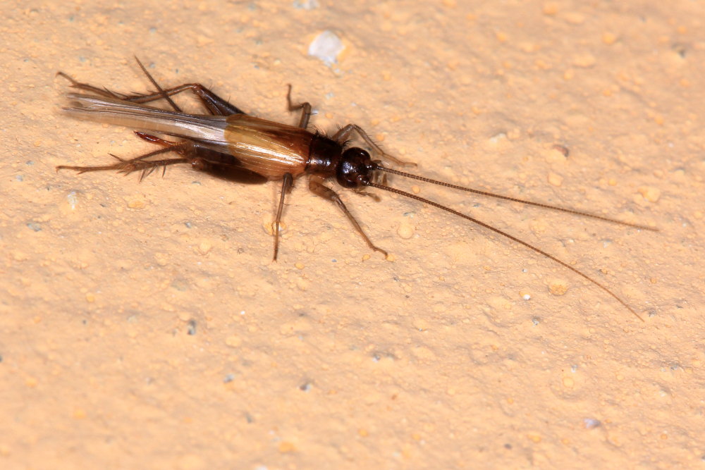 Stenonemobius gracilis
