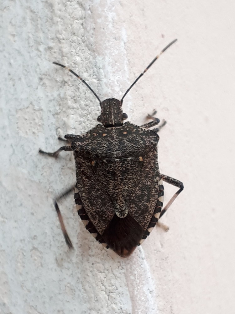 Halyomorpha halys? s !