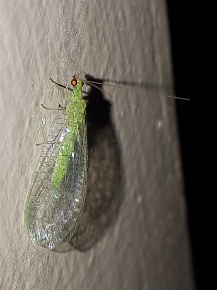 Chrysopidae: Pseudomallada sp.