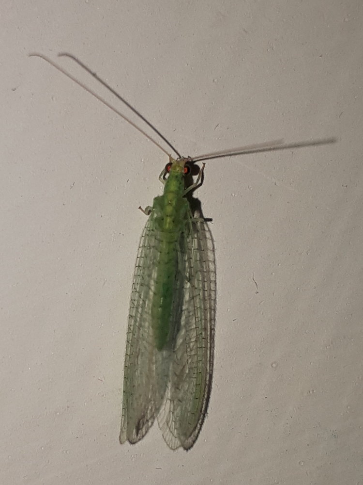 Chrysopidae: Pseudomallada sp.