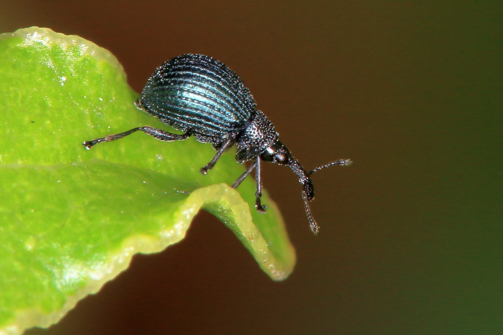 Holotrichapion pisi? Sì.