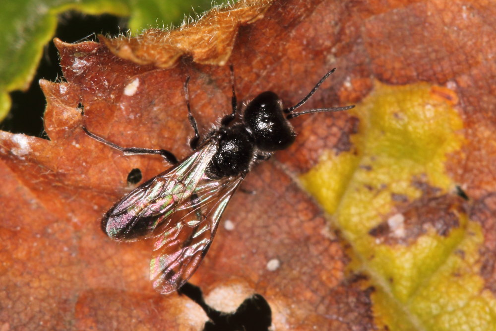 Crabronidae: Pemphredon sp.