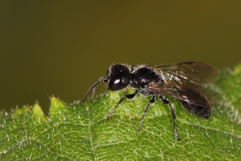 Crabronidae: Pemphredon sp.