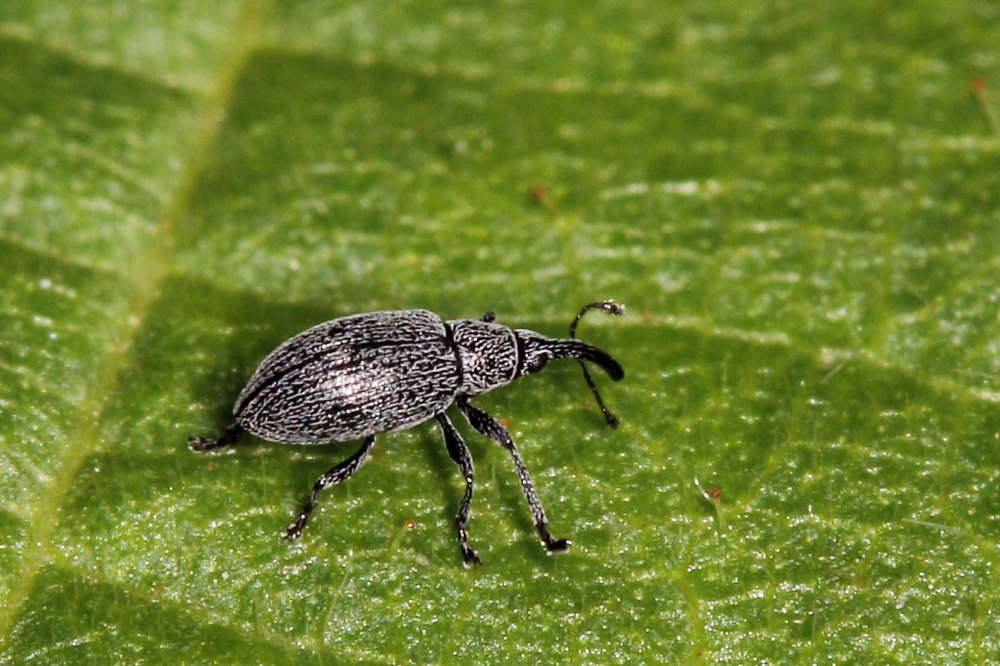 Apionidae: Catapion seniculus