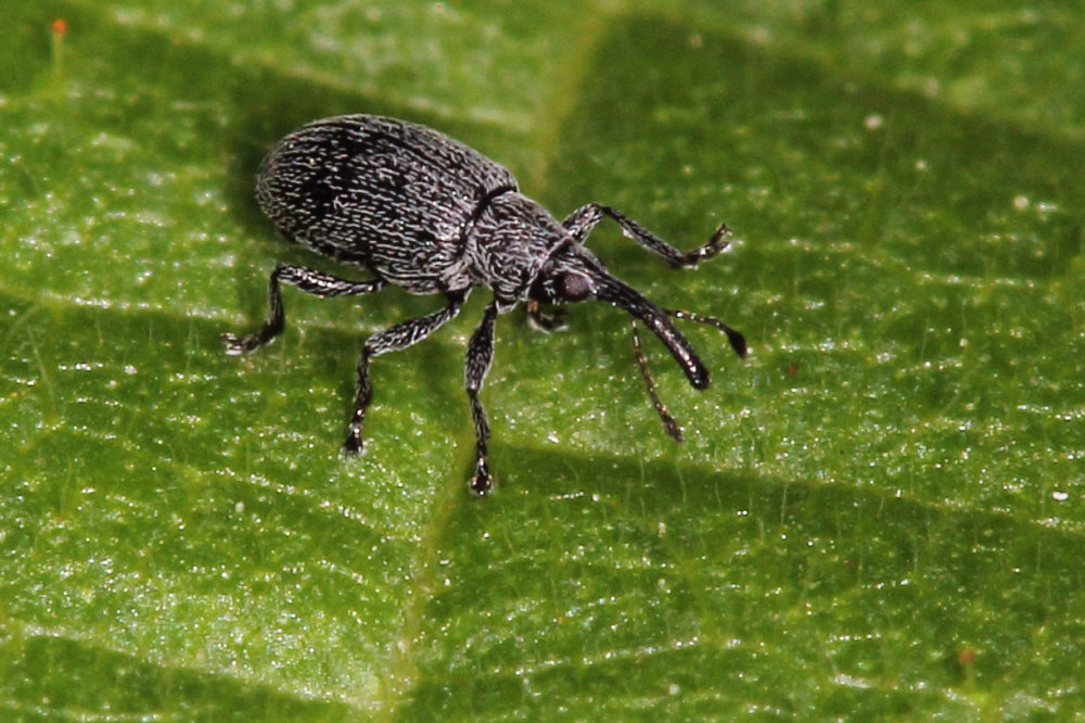 Apionidae: Catapion seniculus