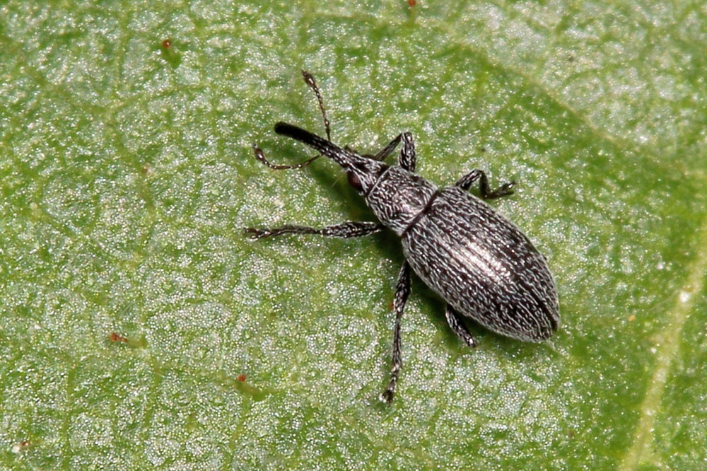 Apionidae: Catapion seniculus