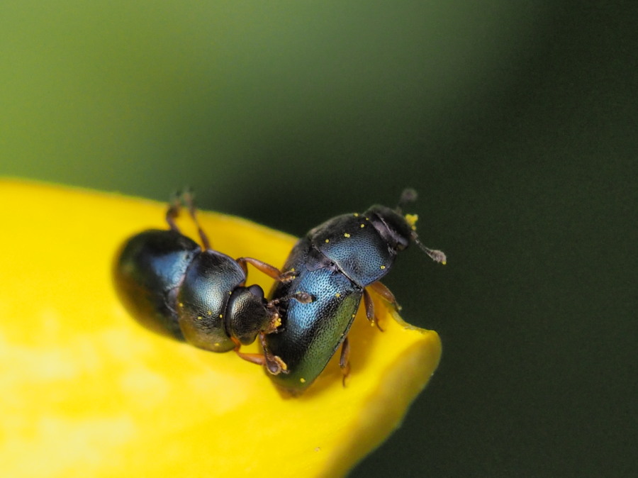 Minuscoli coleotteri blu: Nitidulidae, Meligethes sp.