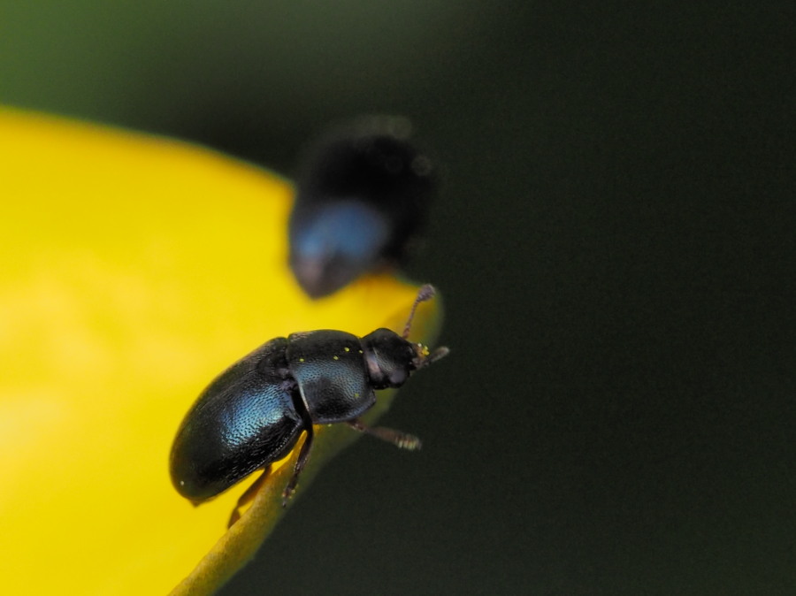 Minuscoli coleotteri blu: Nitidulidae, Meligethes sp.