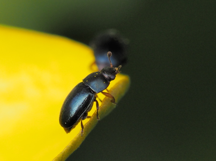 Minuscoli coleotteri blu: Nitidulidae, Meligethes sp.