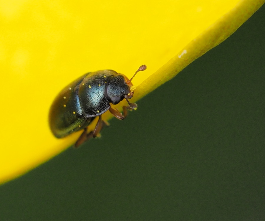 Minuscoli coleotteri blu: Nitidulidae, Meligethes sp.