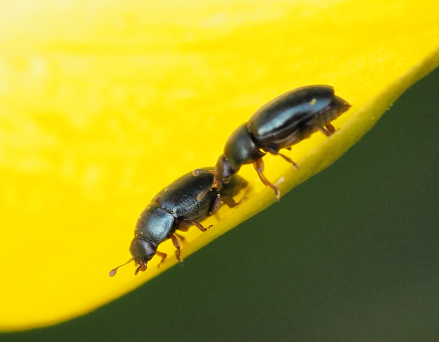 Minuscoli coleotteri blu: Nitidulidae, Meligethes sp.