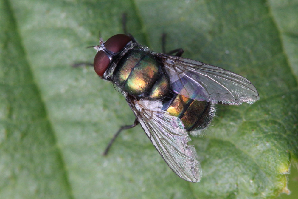 Calliphoridae: Chrysomya albiceps, maschio
