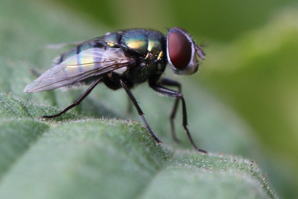 Calliphoridae: Chrysomya albiceps, maschio