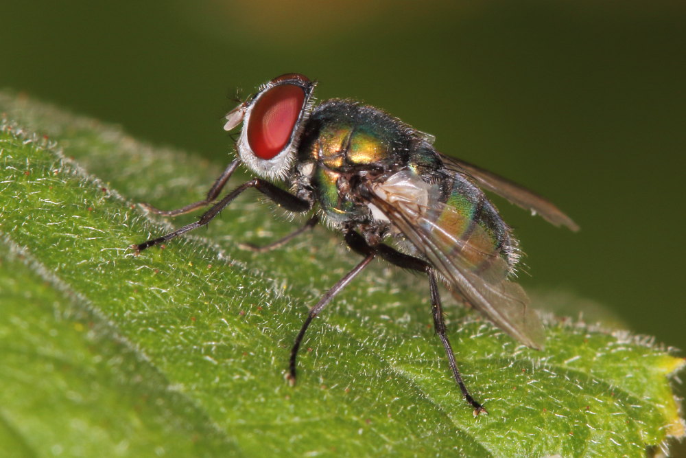 Calliphoridae: Chrysomya albiceps, maschio