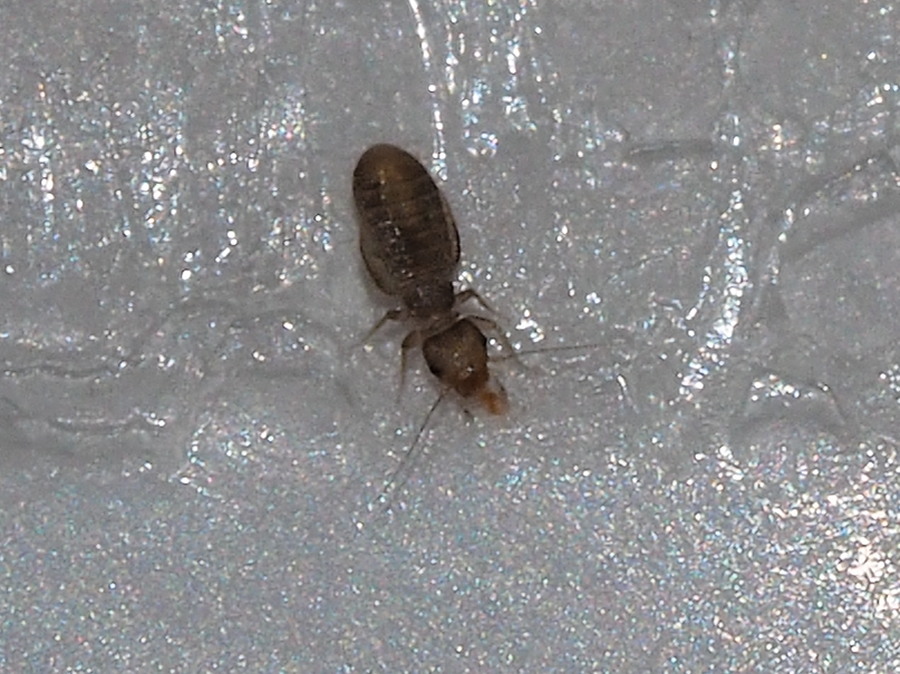 Liposcelididae: Liposcelis sp.