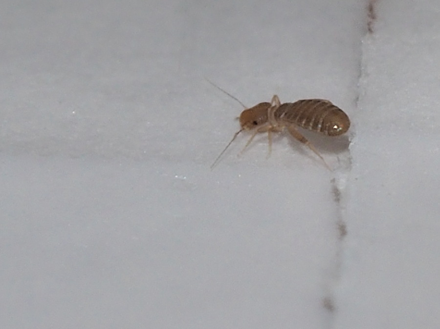 Liposcelididae: Liposcelis sp.