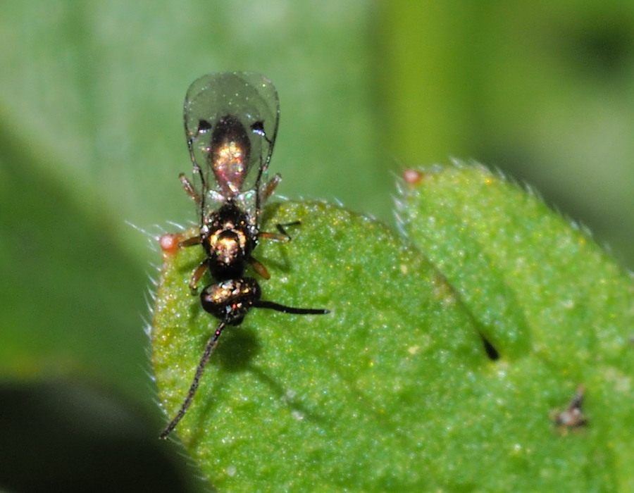 Cynipidae? - Microimenottero da identificare 1
