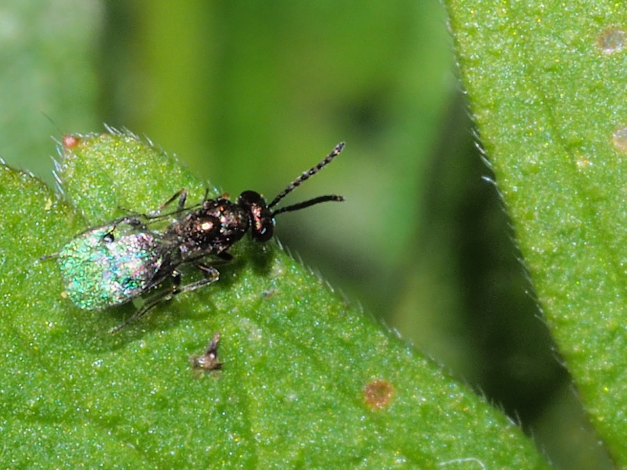 Cynipidae? - Microimenottero da identificare 1