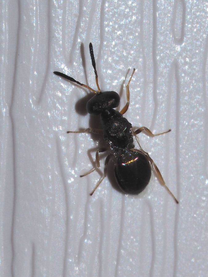 Cynipidae? - Microimenottero da identificare 2