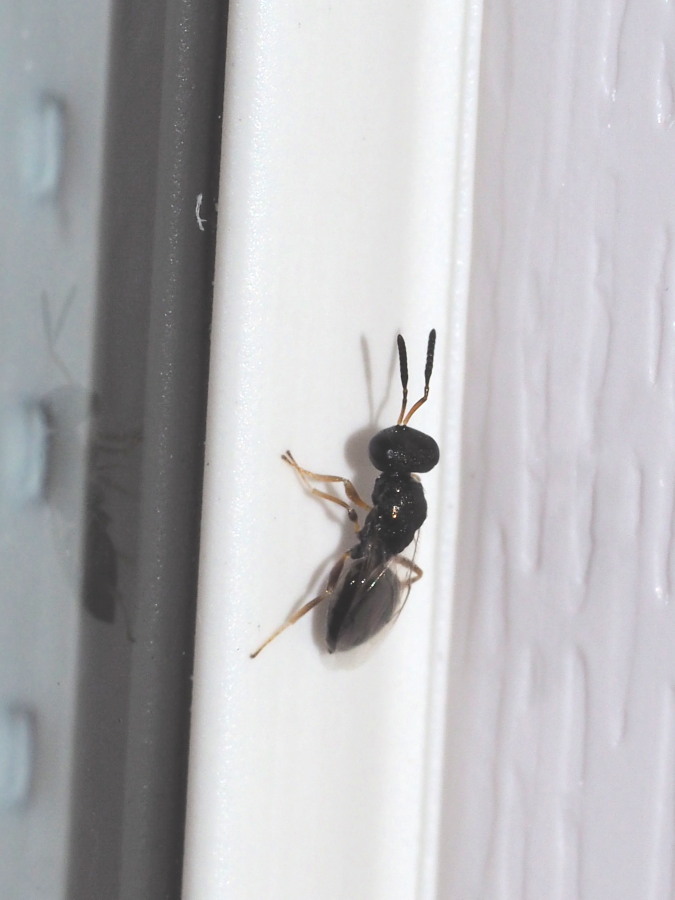 Cynipidae? - Microimenottero da identificare 2