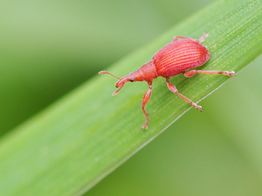 Apionidae rosso:  Apion frumentarium