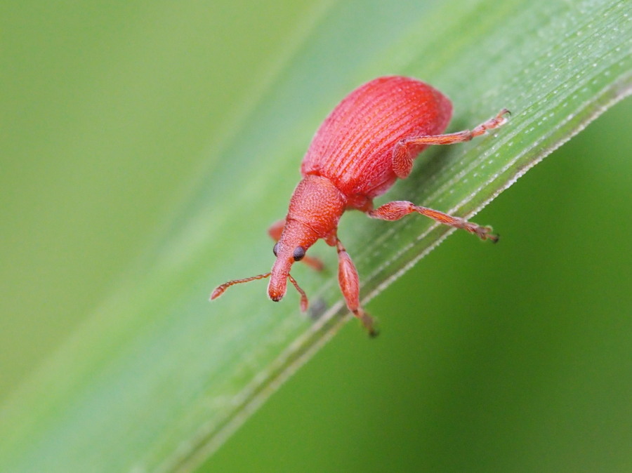 Apionidae rosso:  Apion frumentarium