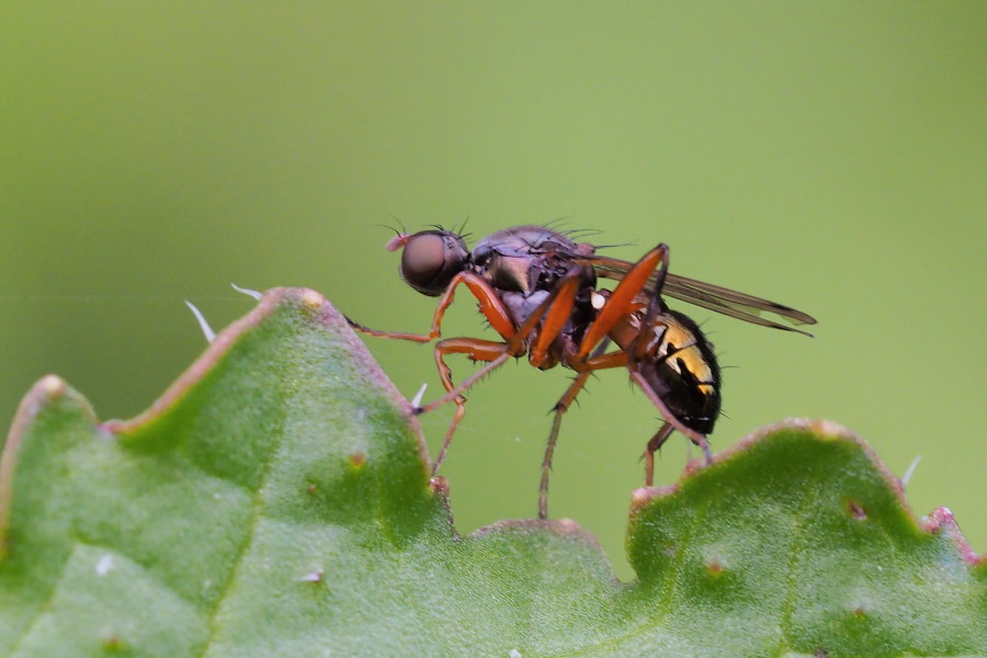 Sepsidae colorato: Sepsis punctum