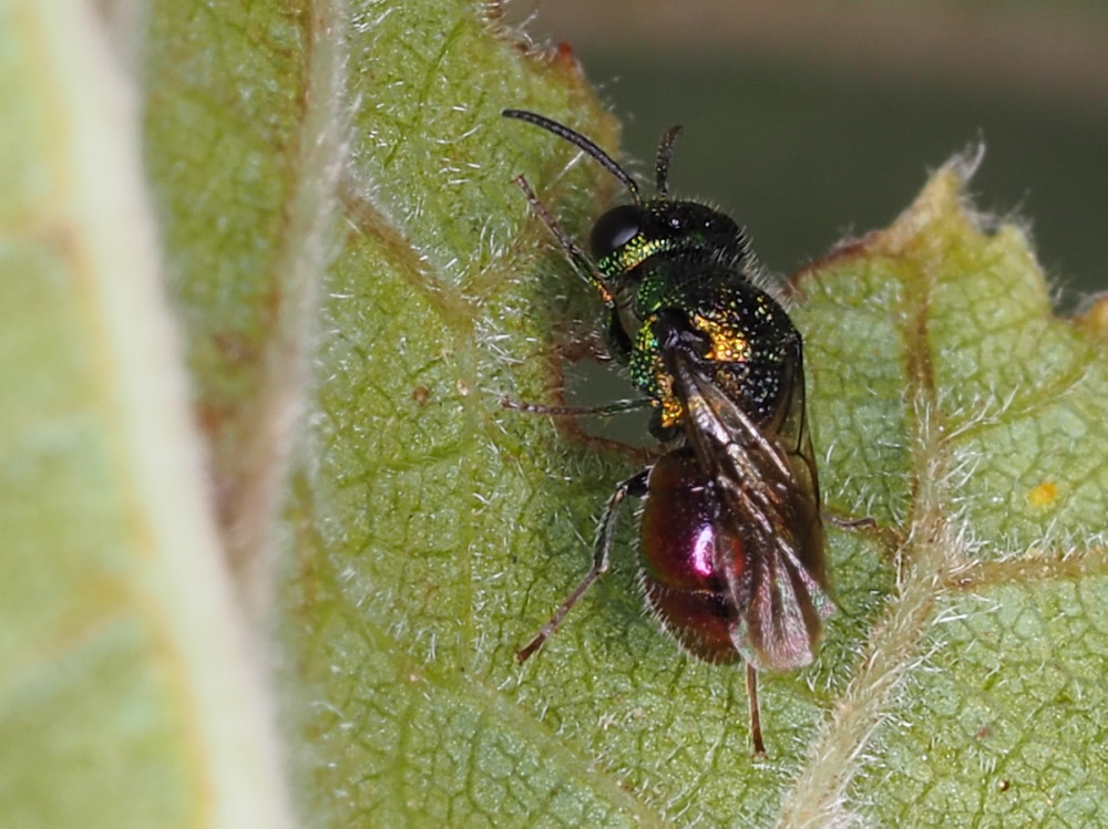 Chrysididae:  Pseudomalus auratus