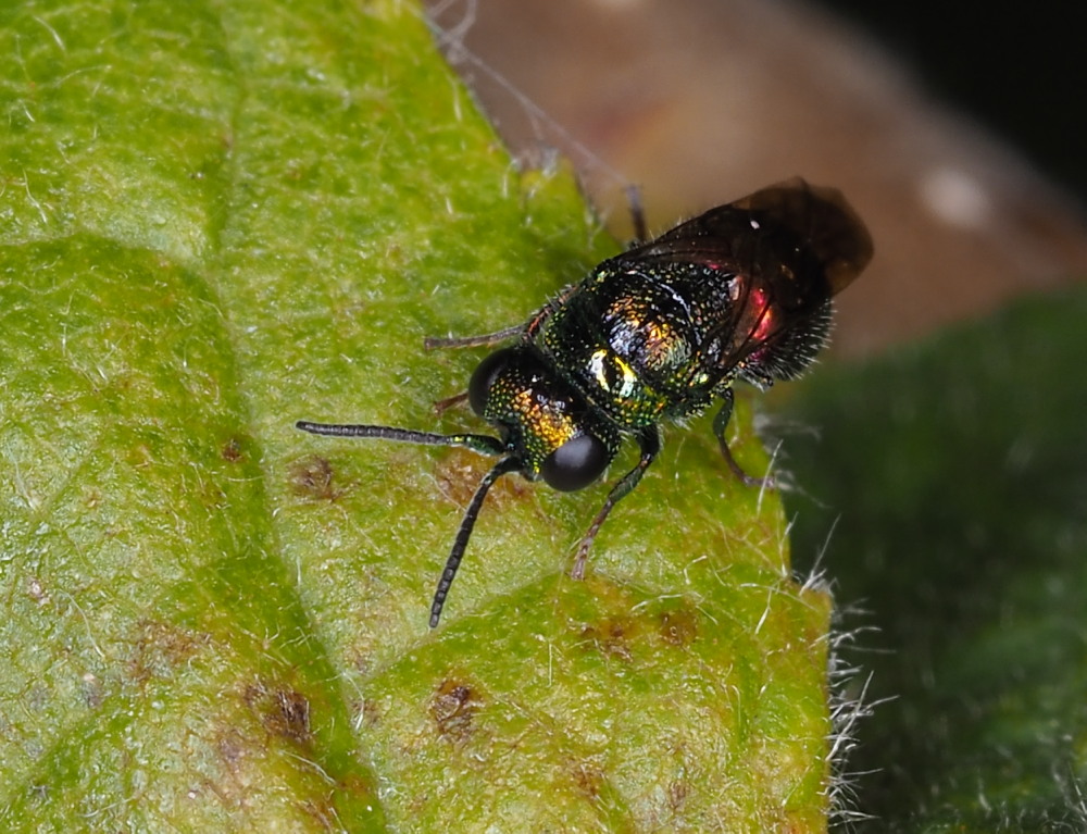 Chrysididae:  Pseudomalus auratus