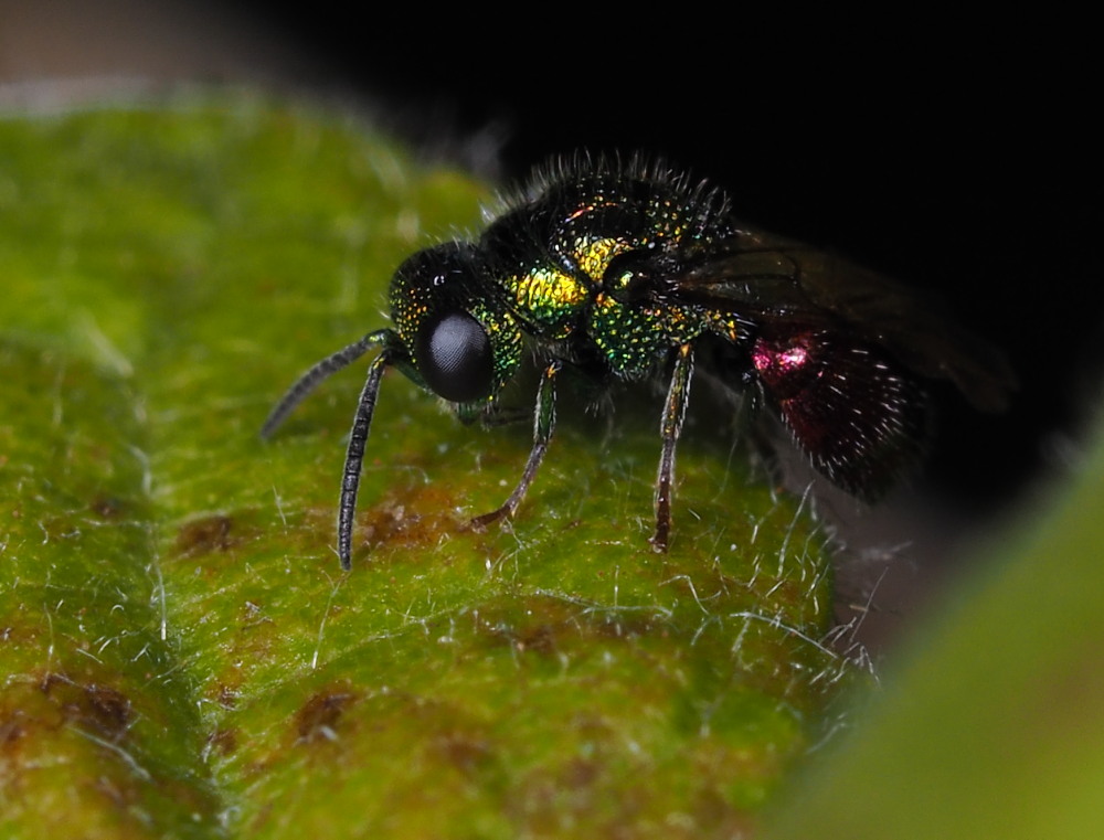 Chrysididae:  Pseudomalus auratus