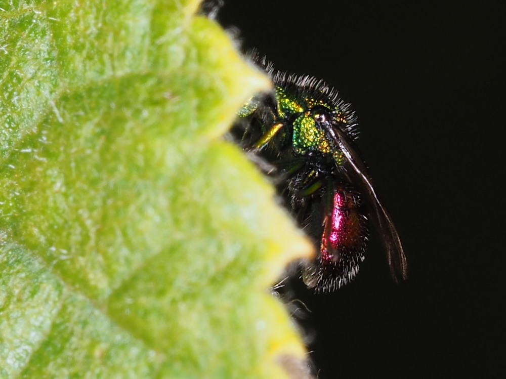 Chrysididae:  Pseudomalus auratus