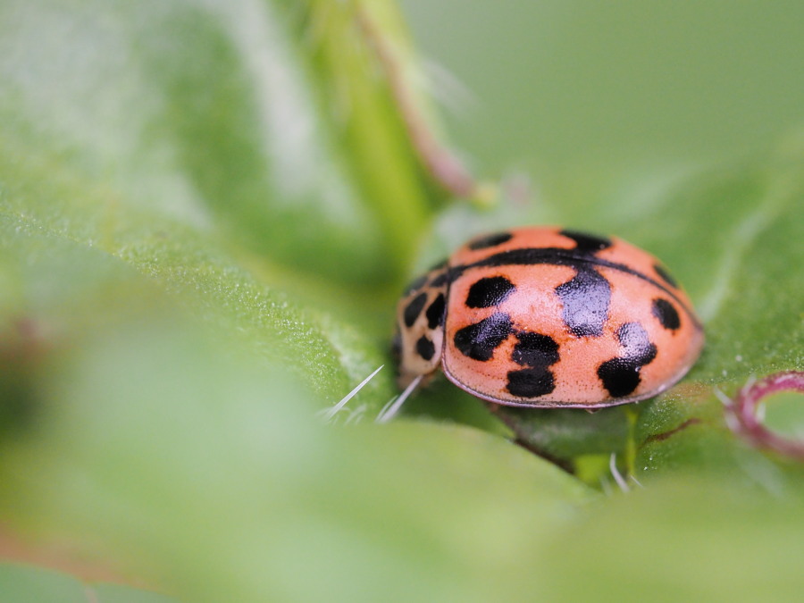 Harmonia axyridis?  No, Oenopia conglobata