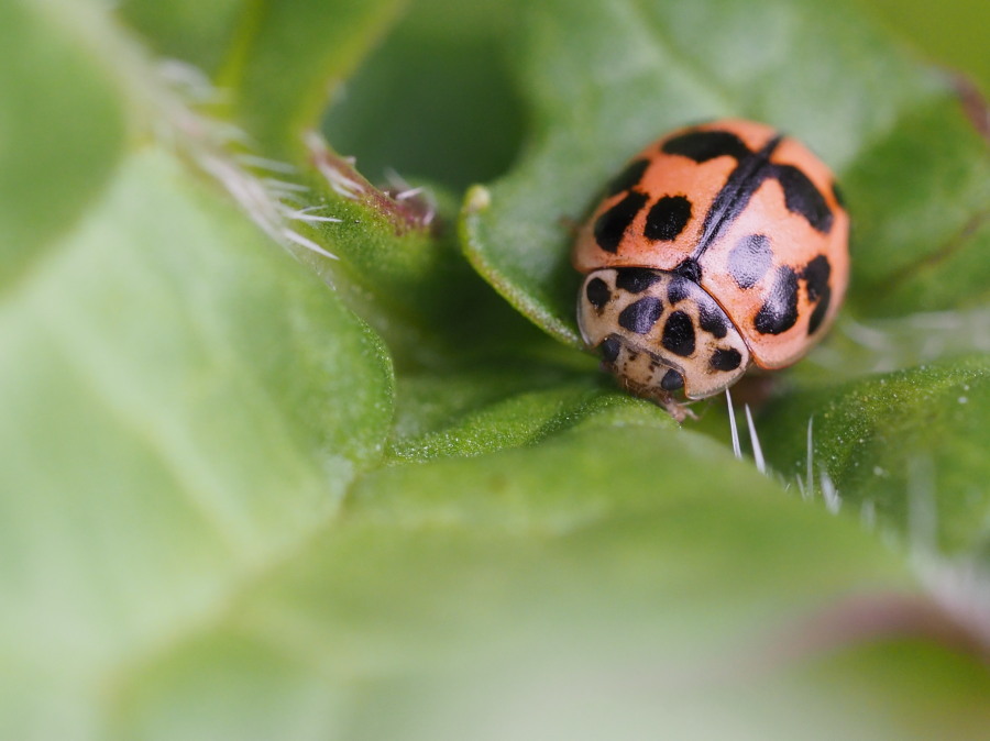 Harmonia axyridis?  No, Oenopia conglobata