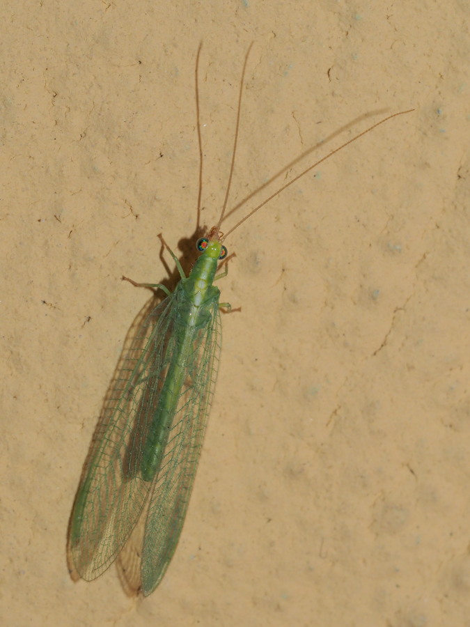 Chrysopidae invernale: Chrysoperla sp. (Chr. lucasina o Chr. agilis)