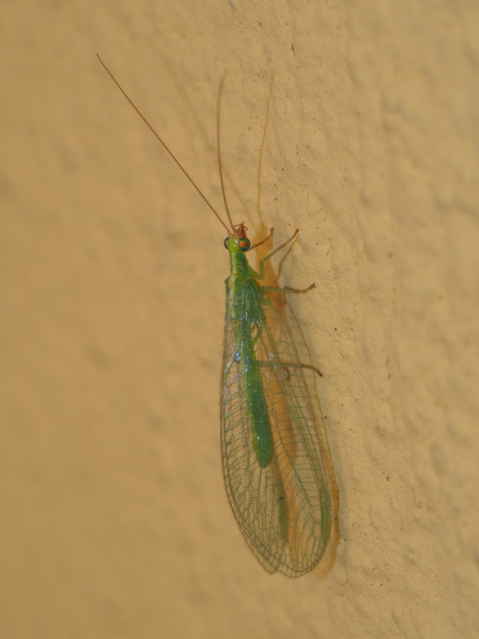 Chrysopidae invernale: Chrysoperla sp. (Chr. lucasina o Chr. agilis)