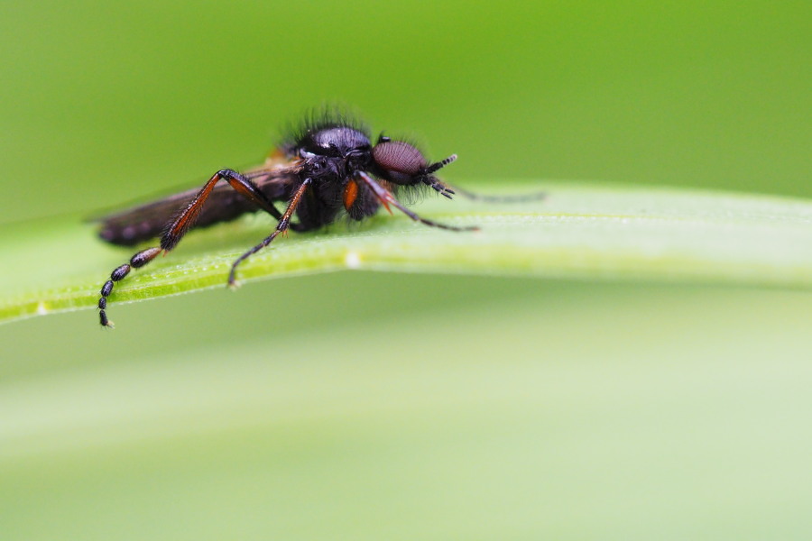 Bibionidae da identificare