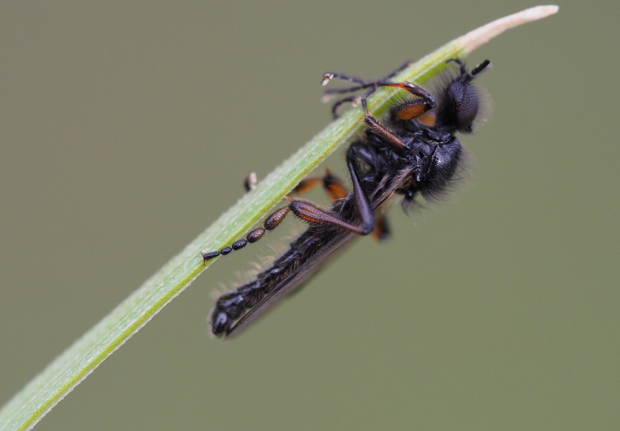 Bibionidae da identificare