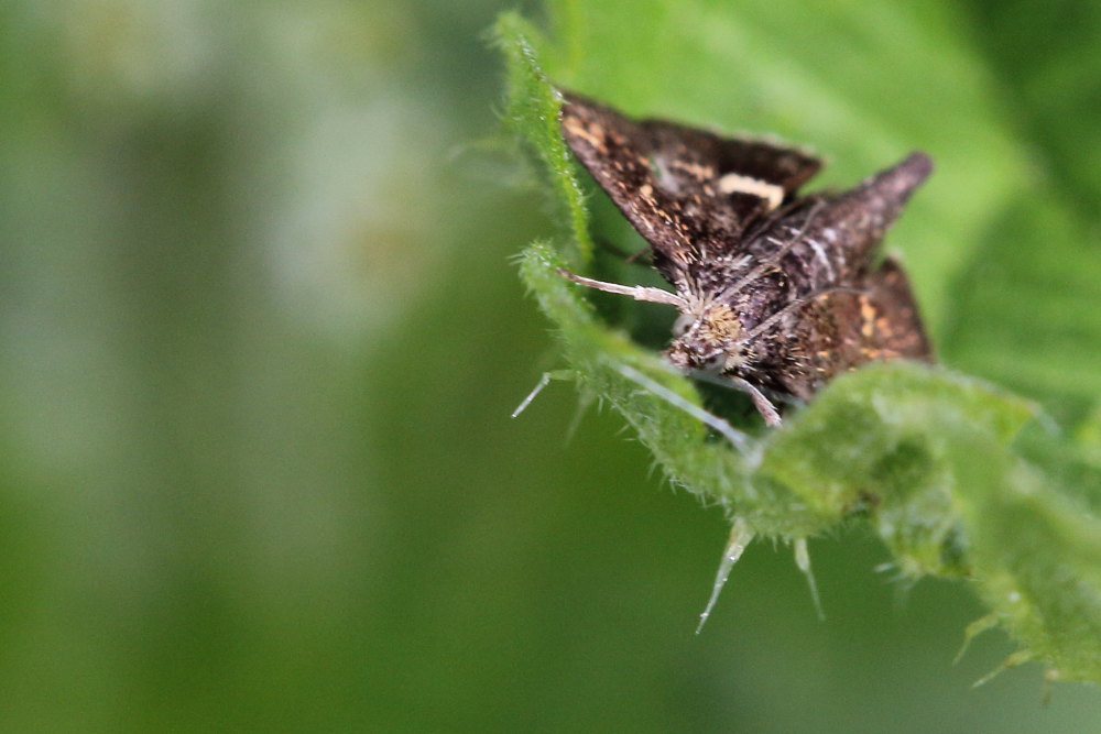 Pyralidae? No, Crambidae: Pyrausta sp.