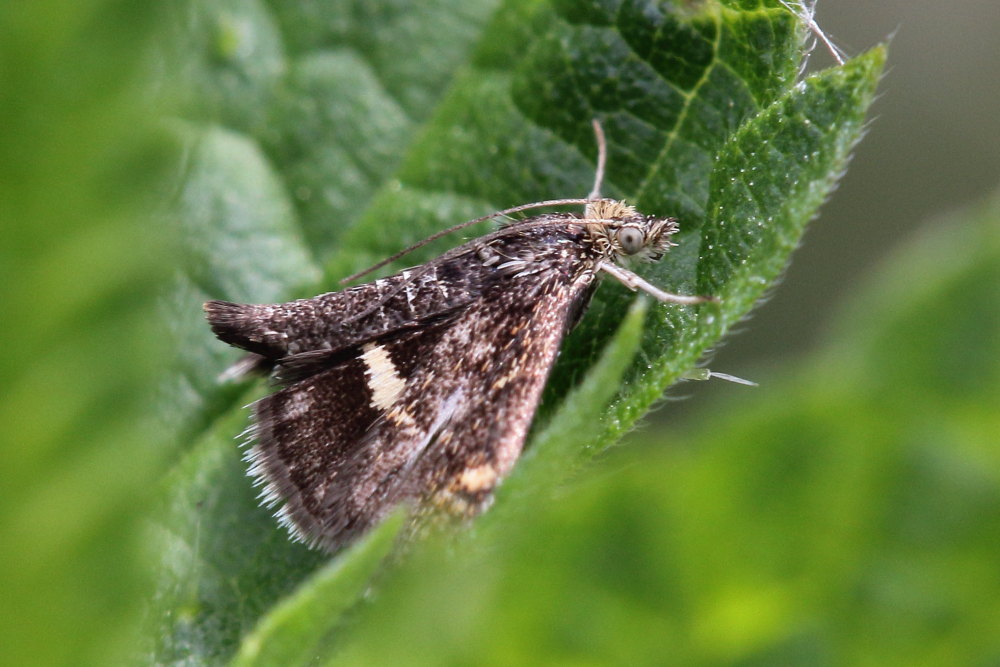 Pyralidae? No, Crambidae: Pyrausta sp.
