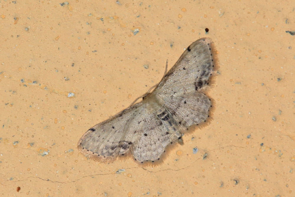 Geometridae:  Idaea dimidiata