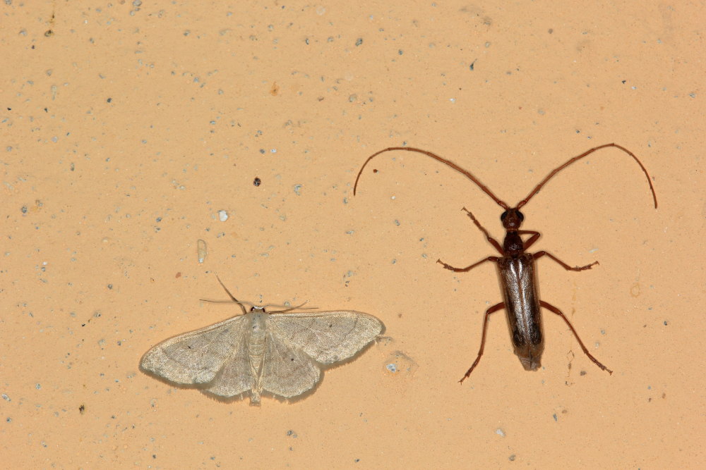 Geometridae: Idaea straminata da confermare