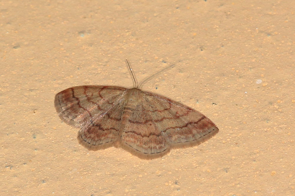 Geometridae: Scopula rubiginata