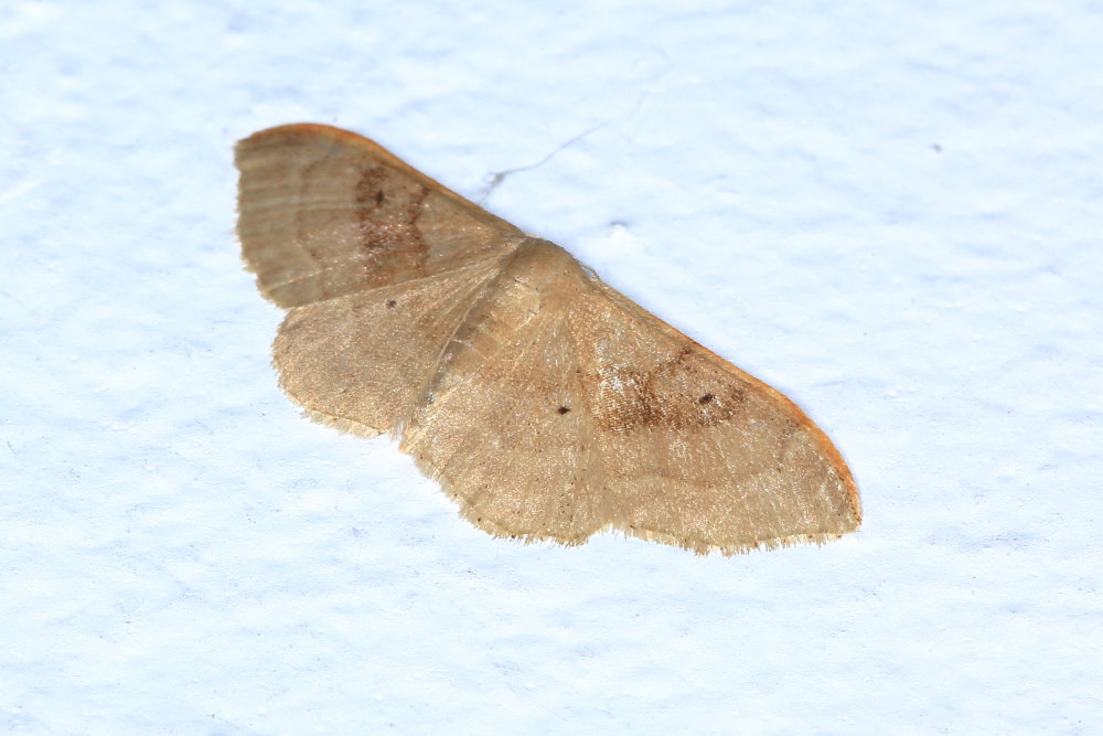 Geometridae: Idaea degeneraria