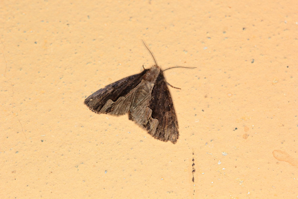 Noctuidae?  S, Dypterygia scabriuscula