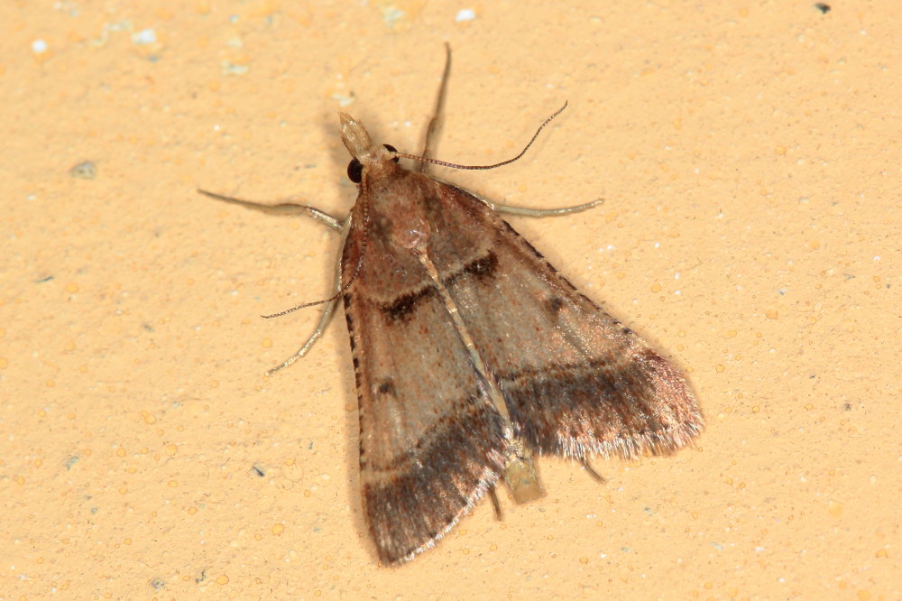 Stemmatophora brunnealis (Pyralidae)