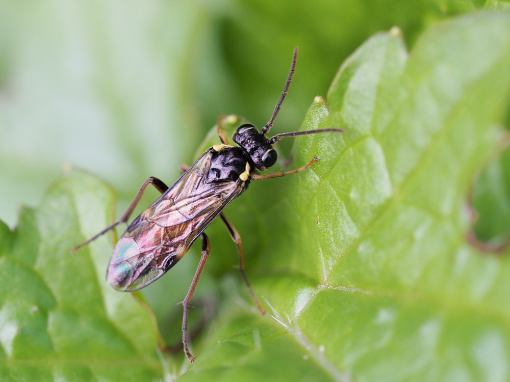 Macrophya annulata?