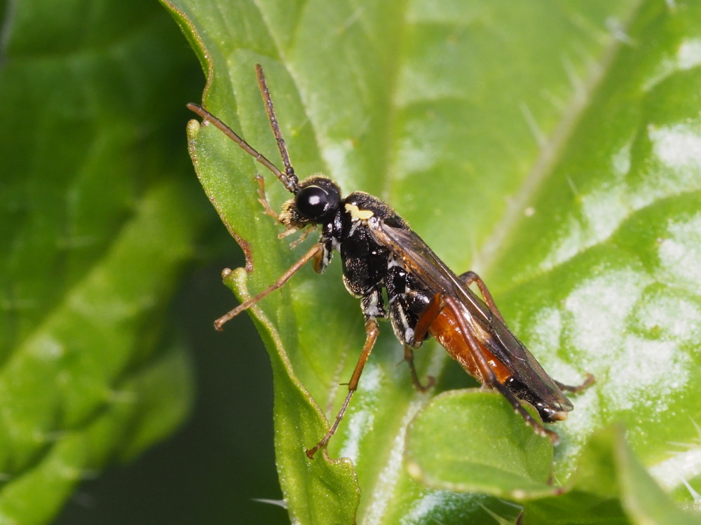 Macrophya annulata?