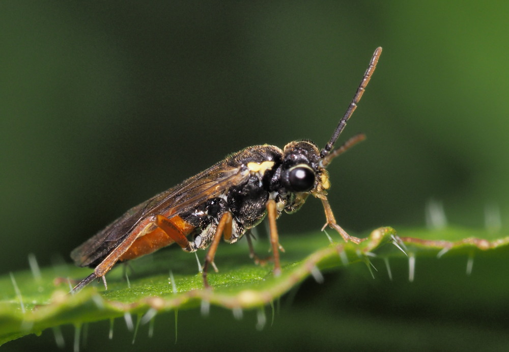 Macrophya annulata?