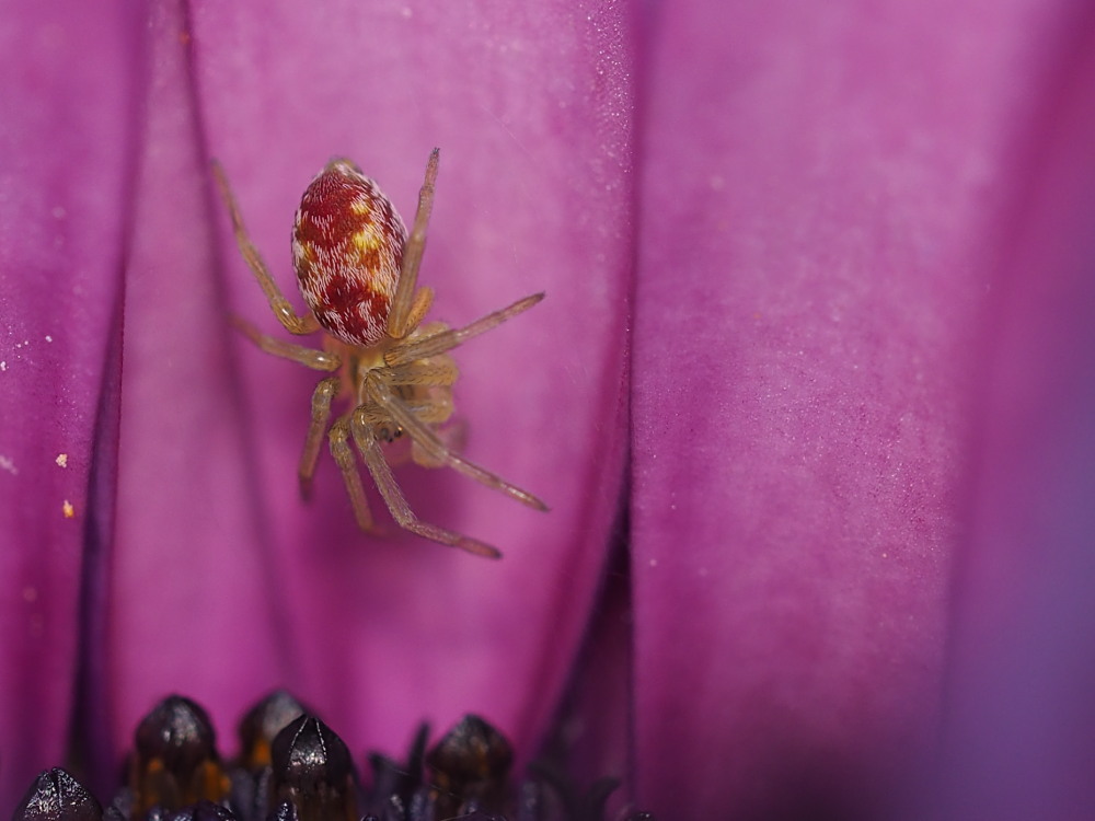 Nigma sp. (N. puella o N. flavescens) - Agugliano (AN)