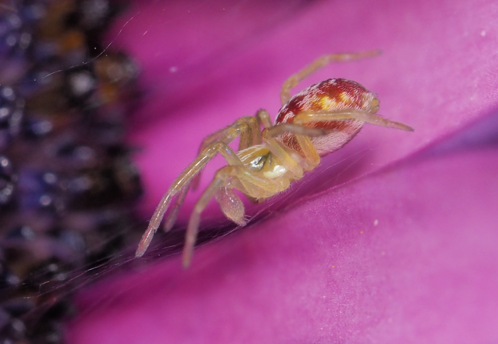 Nigma sp. (N. puella o N. flavescens) - Agugliano (AN)